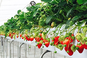 （有）南出農園