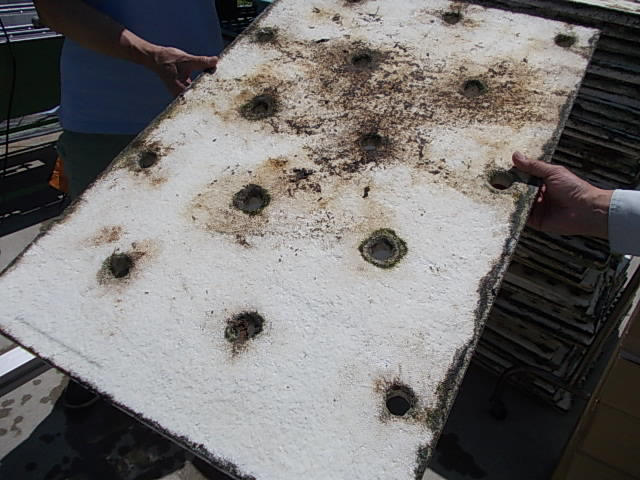 乾燥した藻や汚れが