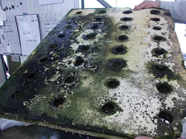 緑の藻が全面に付着